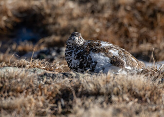 White-tailed Ptarmigan in Spring Plumage foraging in an Alpine Meadow