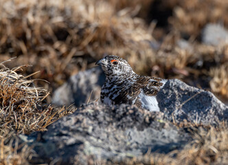 White-tailed Ptarmigan in Spring Plumage foraging in an Alpine Meadow