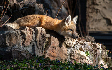 Curious Red Fox Kit