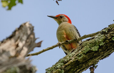 A Red-bellied Woodpecker Perched High in a Tree