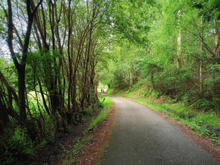 Fototapeta na wymiar leafy path through the forest of the Camino de Santiago.