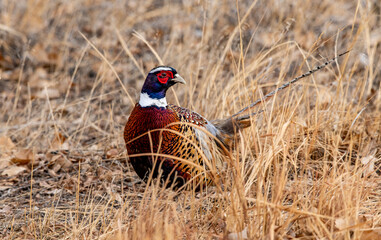 A Beautiful Ring-necked Pheasant Foraging for Food in Autumn