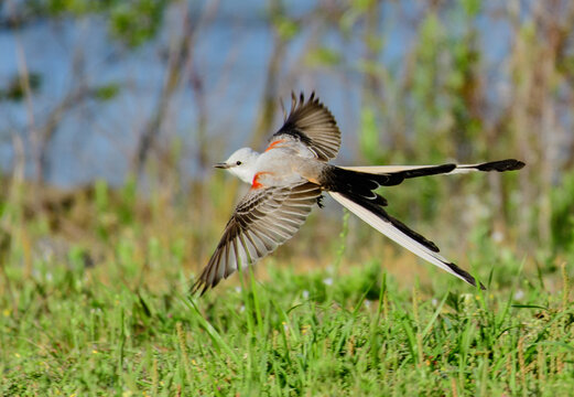 An Elegant Scissor-tailed Flycatcher in Flight