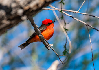 A Striking Male Vermilion Flycatcher on a Summer Morning