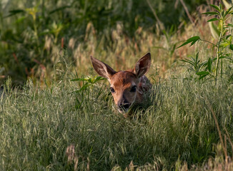 A Newborn White-tailed Deer Fawn Walking through Tall Grass