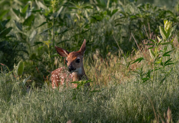 An Adorable White-tailed Deer Fawn on a Spring Morning