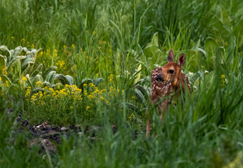 Naklejka na ściany i meble An Adorable White-tailed Deer Fawn on a Spring Morning