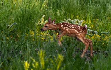 An Adorable White-tailed Deer Fawn Frolicking in a Meadow on a Spring Morning