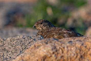 A Well Camouflaged White-tailed Ptarmigan in Summer Plumage Blending in with the Mountainous Rocks