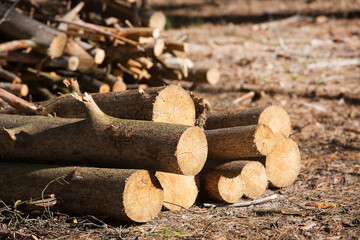 Logs of trees on a heap in the forest at felling.