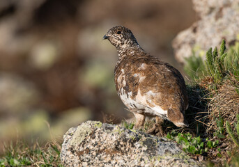 A White-tailed Ptarmigan in Late Spring Plumage Roaming the Alpine Tundra