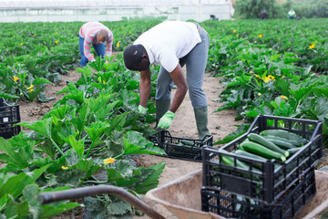 African american farmer gathering crop of green zucchini on farm field in springtime. Harvest time