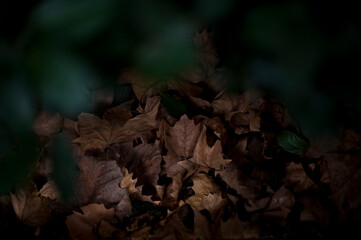 Otoño