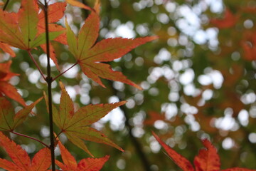 モミジと紅葉！色とりどりの日本の自然