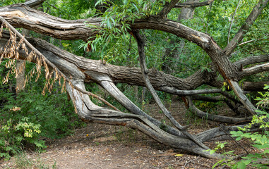 Fallen tree over trail
