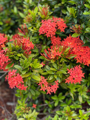 tropical orange Ixora bush in full bloom