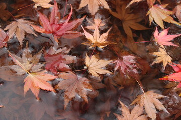モミジと紅葉！色とりどりの日本の自然