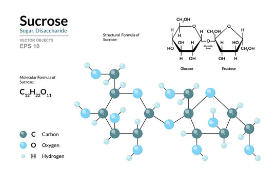 Sucrose. Cane Sugar. Disaccharide. Structural Chemical Formula and Molecule 3d Model. C12H22O11. Atoms with Color Coding. Vector Illustration