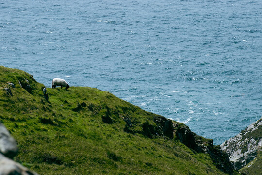 Landscape of cliffs covered in greenery with sheep grazing on it surrounded by the sea in Irel