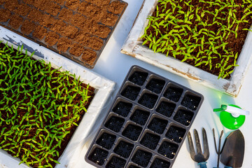 Transplanting pepper seedlings in peat cells with garden tools.