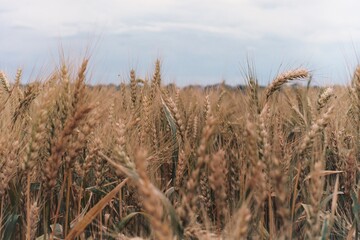 Wheat field
