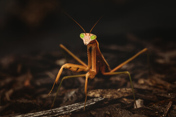 Closeup of a praying mantis 