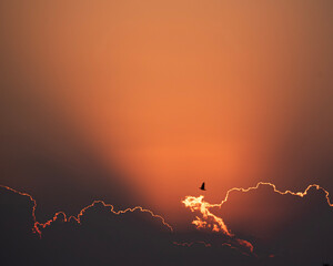 Paloma en vuelo durante el atardecer 