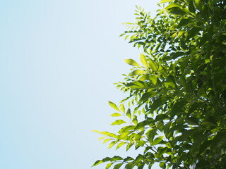 木と空