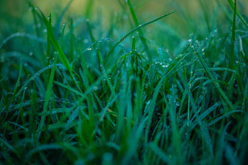 Césped Verde al amanecer 