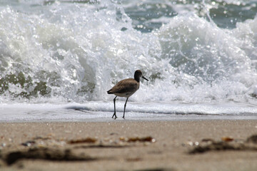heron on the beach