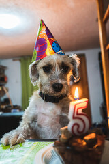 perritos felices
