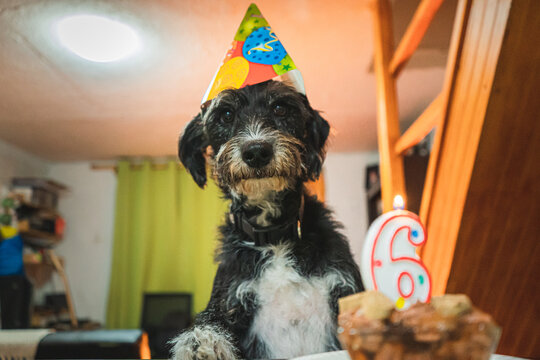 perritos felices