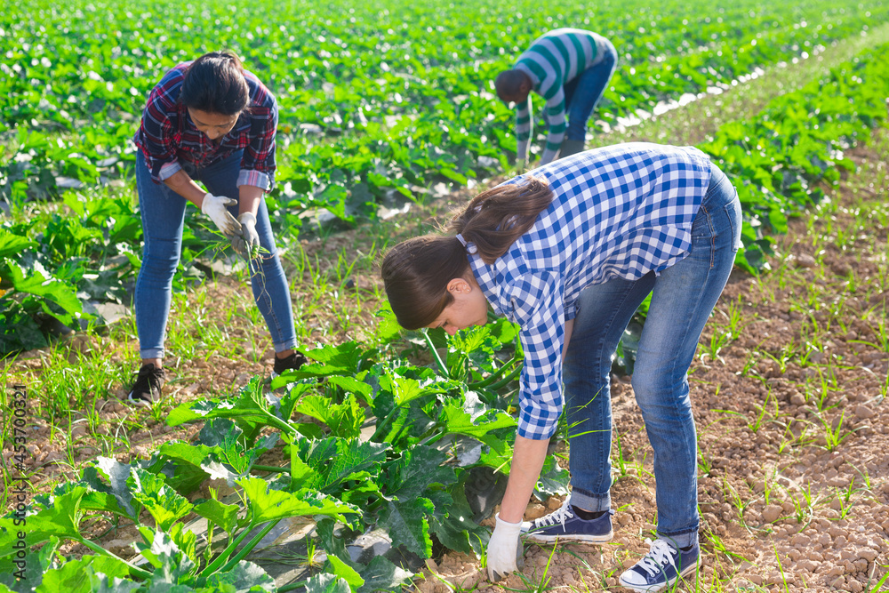 Wall mural Hired workers remove weeds on field with growing zucchini