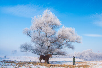Horse and man under a snowy tree