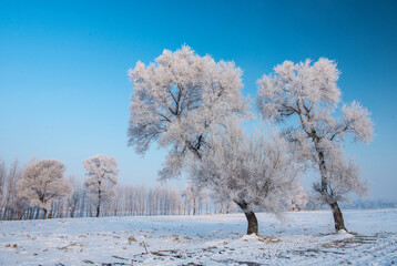 trees in the snow