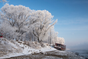 snow covered trees in winter along river bank