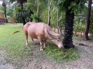 Beautiful Thai water buffalo, albino buffalo, selective focus