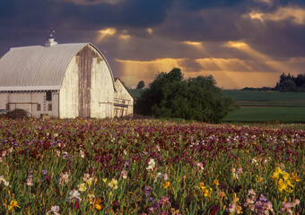 A white barn on an iris farm near Woodburn Oregon