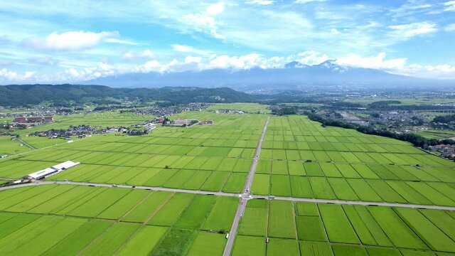 収穫前の水田　育った稲穂  ドローン空撮