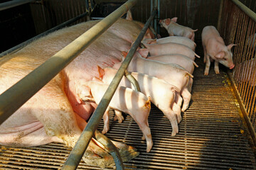 Momma pig feeding the kids