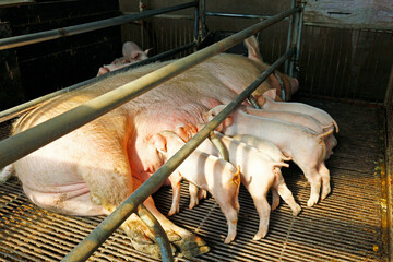 Momma pig feeding the kids