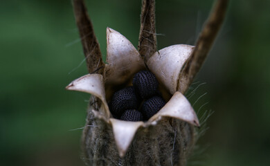 Kornrade-Samenkelch [Agrostemma githago]