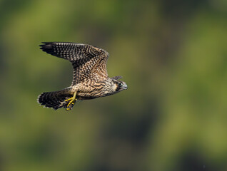 Peregrine Falcon with prey flying on green brown background