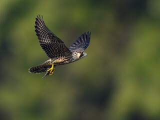Peregrine Falcon with prey flying on green brown background