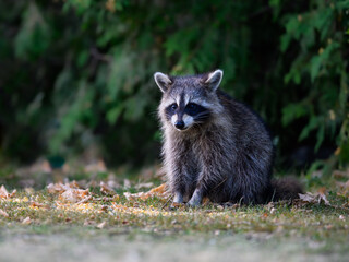 Naklejka na ściany i meble Young raccoon kit sitting on grass, closeup portrait in summer
