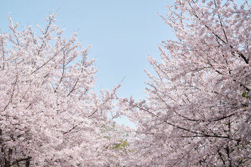 Osaka Castle Park in Cherry Blossom Season