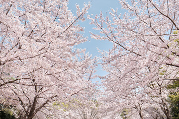 Osaka Castle Park in Cherry Blossom Season