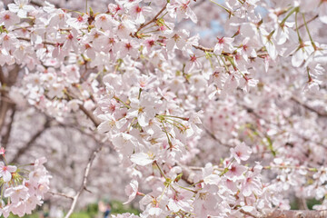 Osaka Castle Park in Cherry Blossom Season