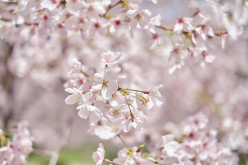Osaka Castle Park in Cherry Blossom Season