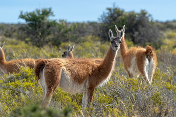 Fototapeta premium Guanaco silvestre en estepa patagonica, Peninsula Valdes